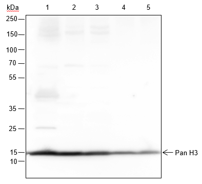 组蛋白H3重组兔单抗-bsm-60350R