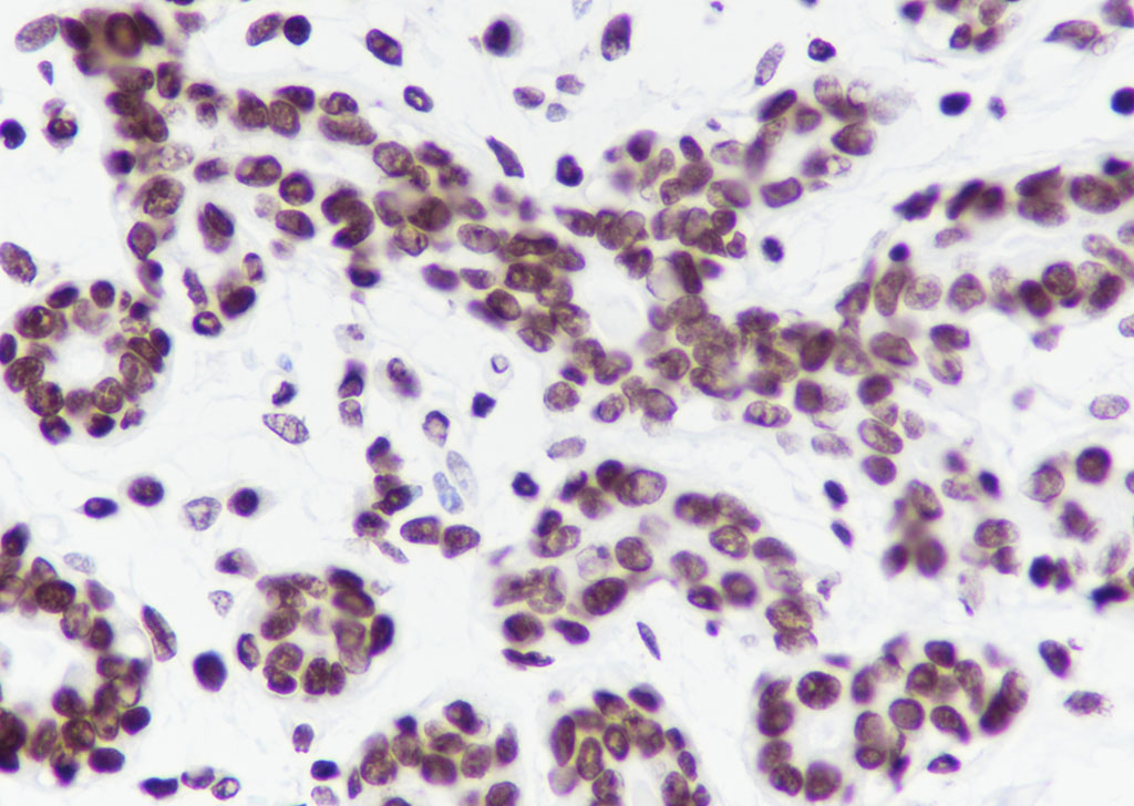 组蛋白H3重组兔单抗-bsm-60350R