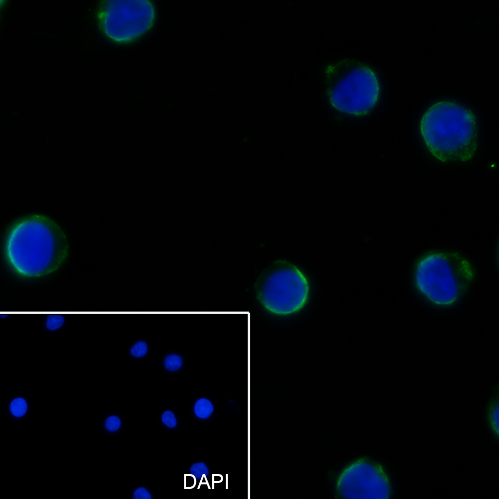 CD43单克隆抗体-bsm-60416M
