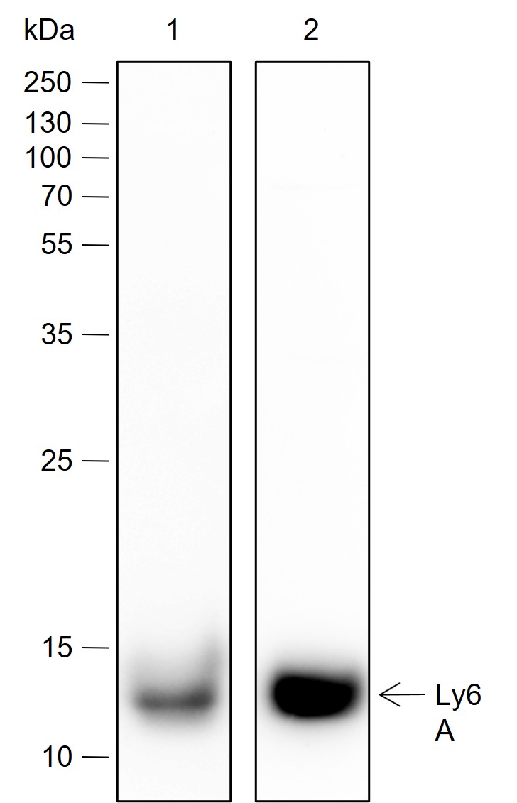 Ly6A Recombinant Rabbit mAb (一抗) | Bioss