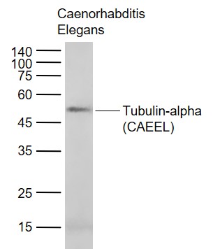 Tubulin-alpha (CAEEL) Mouse mAb, Loading Control (一抗) | Bioss